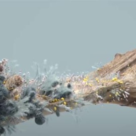 Helloluxx – Learn Houdini In Bloom with Rich Nosworthy  (Premium)