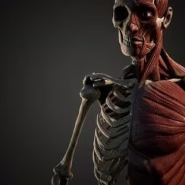 Videohive Muscular and Skeletal System of Human Body 35259495