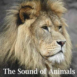Sound Effects Factory The Sound of Animals (Premium)