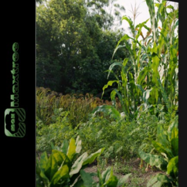 MAXTREE – PLANT MODELS VOL 93 (Premium)