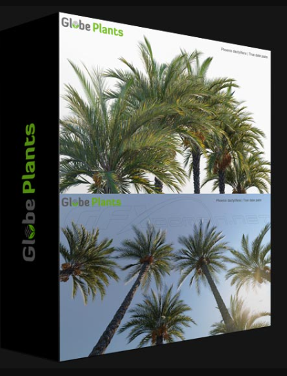GLOBE PLANTS – PHOENIX DACTYLIFERA – TRUE DATE PALM