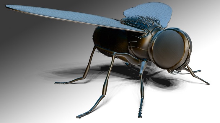 Zbrush Online Course Sculpting And Modelling "The Fly"