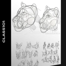 CLASS101 – LEARN ANIMAL ANATOMY TO DRAW REALISTIC ANIMALS FROM IMAGINATION BY MONIKA (Premium)