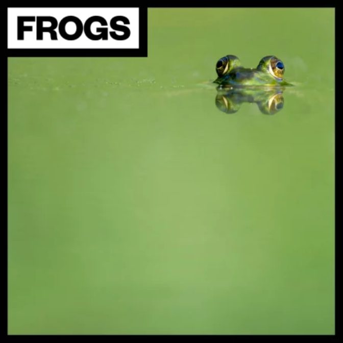 Big Room Sound Frogs [WAV]