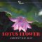 LEX Sounds Lotus Flower Ambient Hip Hop [WAV] (Premium)