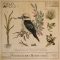 Field and Foley Kookaburra Bushland [WAV] (Premium)