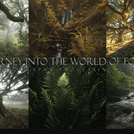 A Journey into the world of forests – Enrico Fossati (Premium)