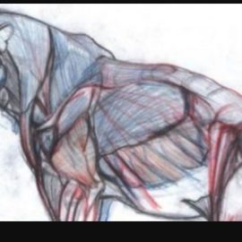 NMA / New Masters Academy – Introduction to Animal Anatomy (Premium)